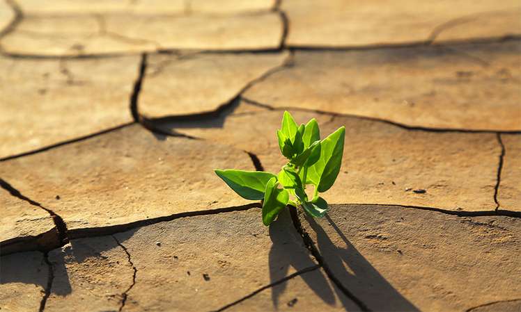 Trockener Boden - Dürre, TRockenrisse