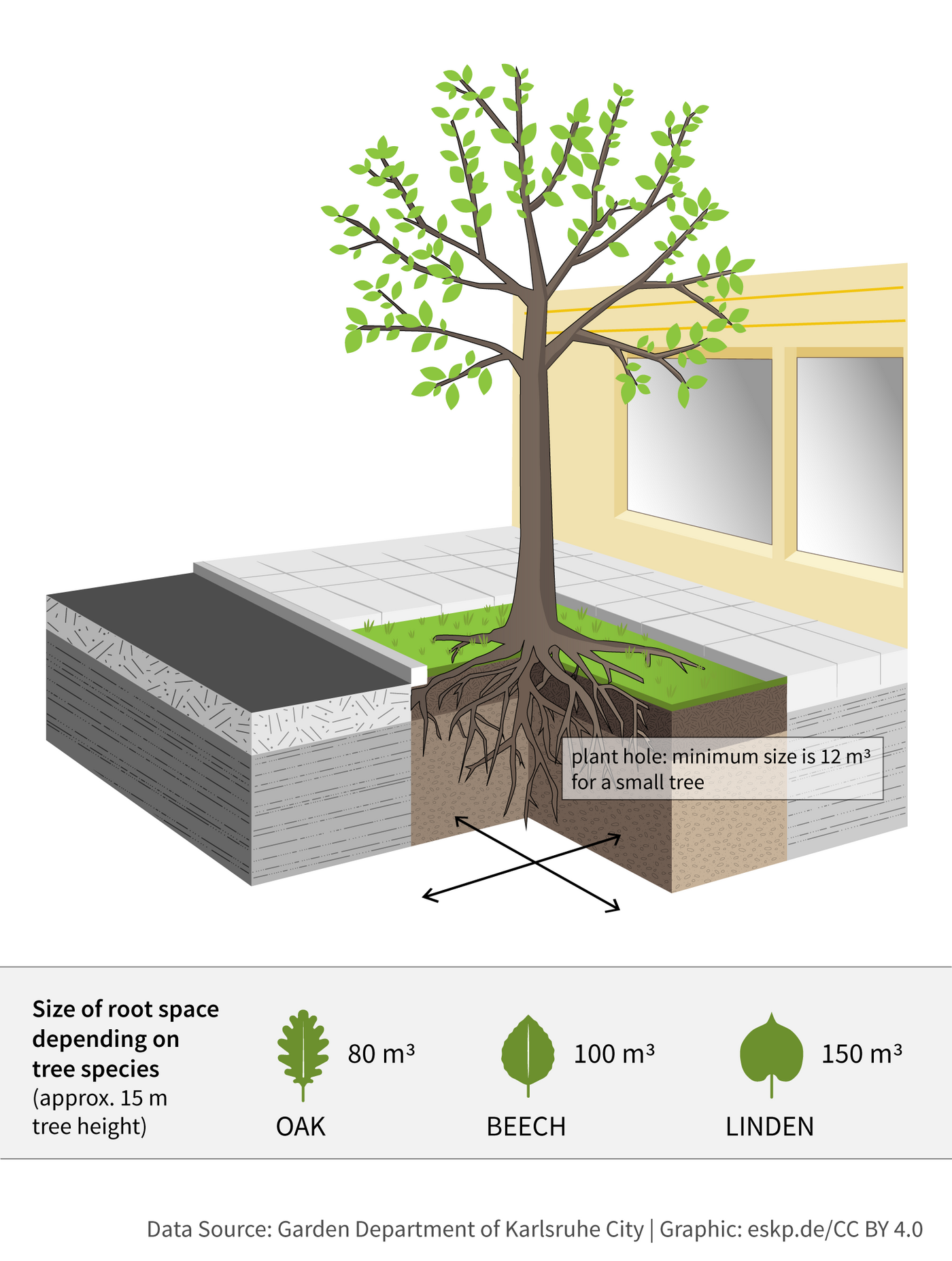 size of root space for trees