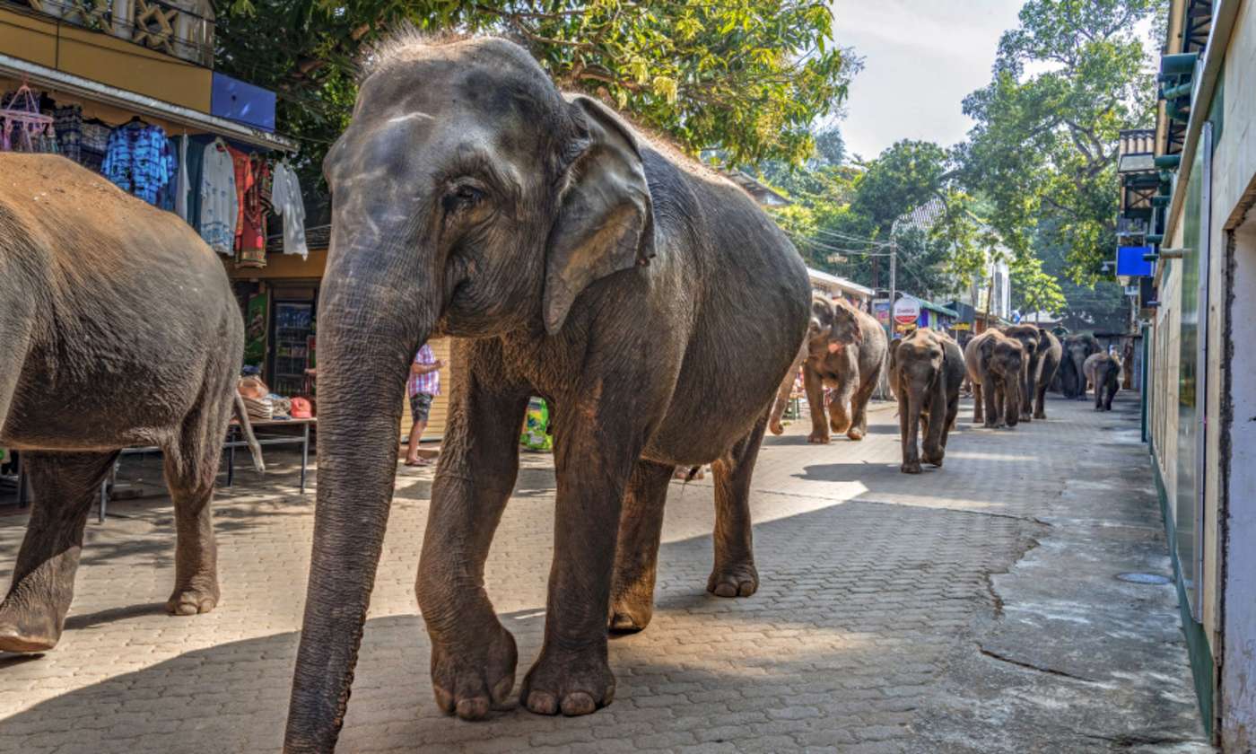 Elefantenherde geht durch eine Straße
