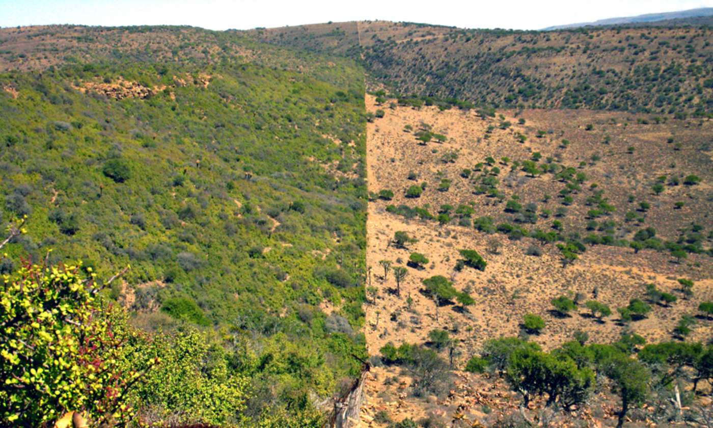 Meadows e.g. for keeping goats 