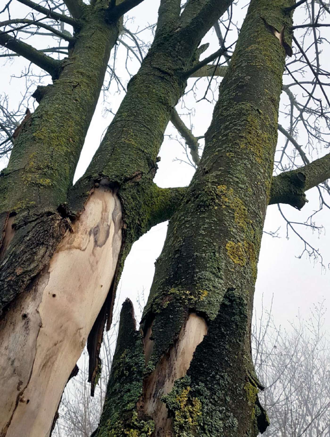 Baumstamm ohne Rinde