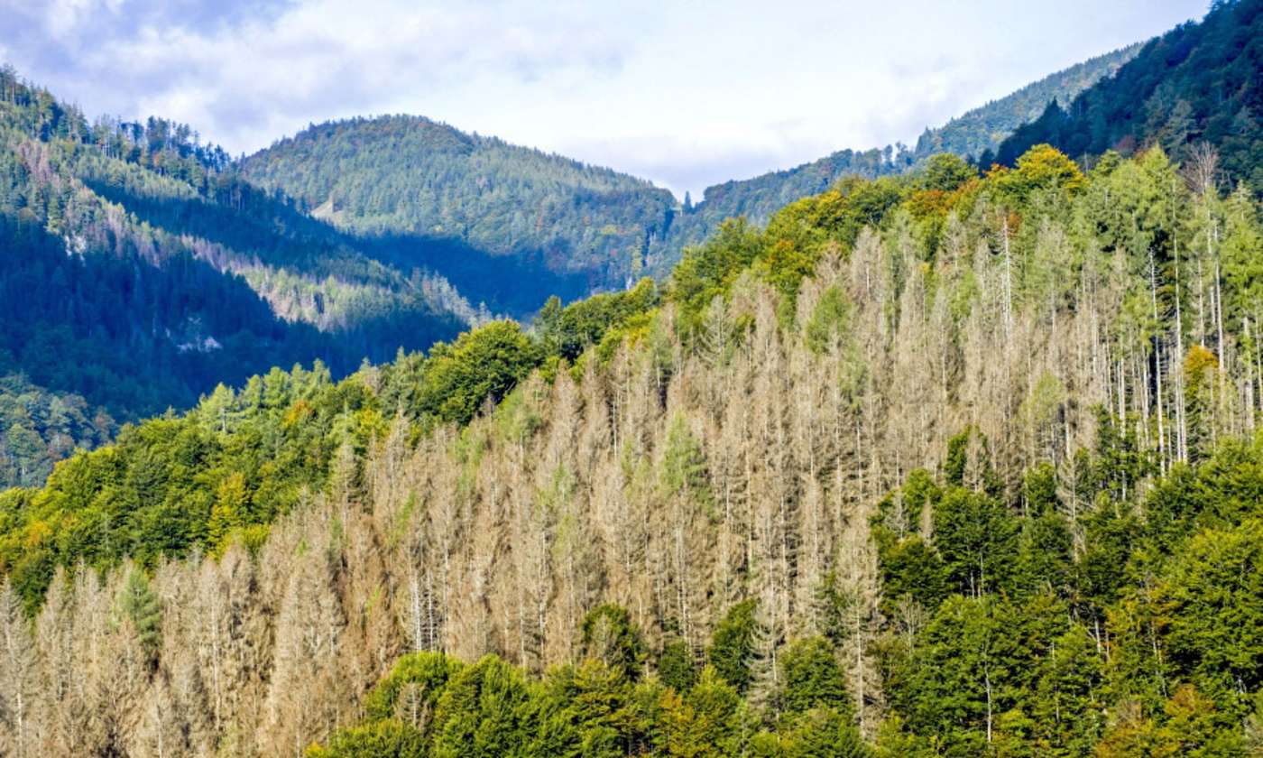 Berg-Waldlandschaft geschädigte Bäume im Vordergrund