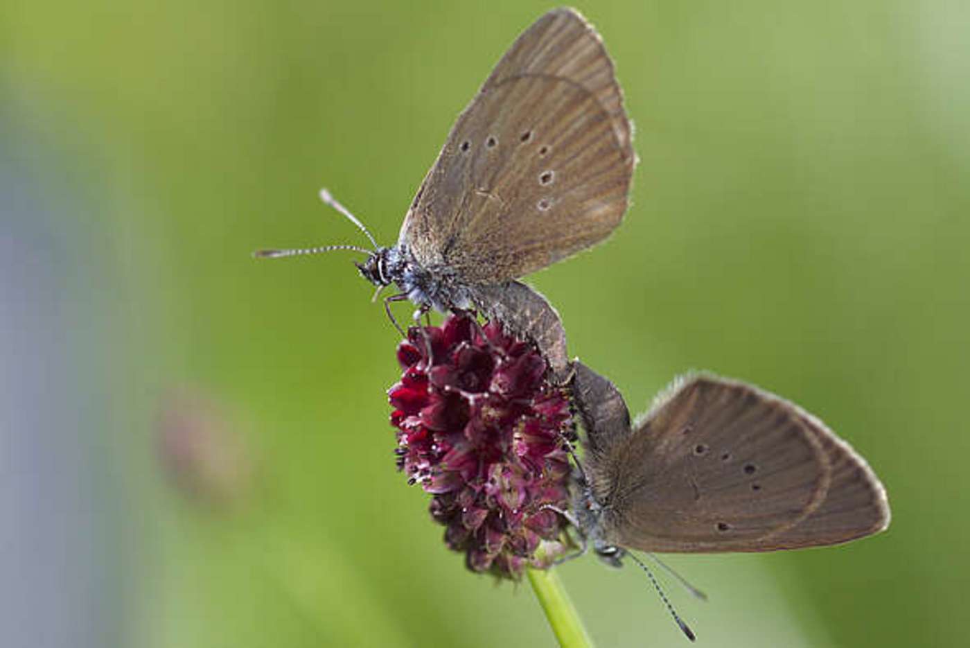 Schmetterling auf Blüte
