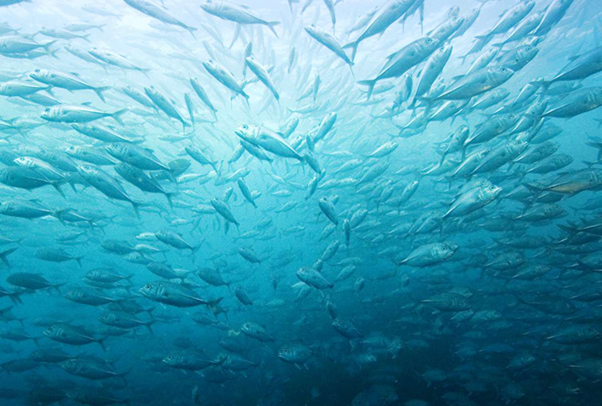 Entwicklungen der marinen Artenvielfalt ESKP