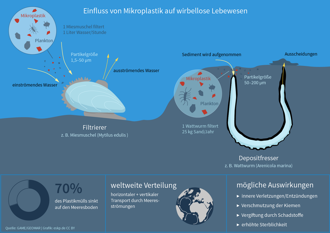 Grafik Auswirkung Mikroplastik u.a. auf Muscheln und Wattwürmer