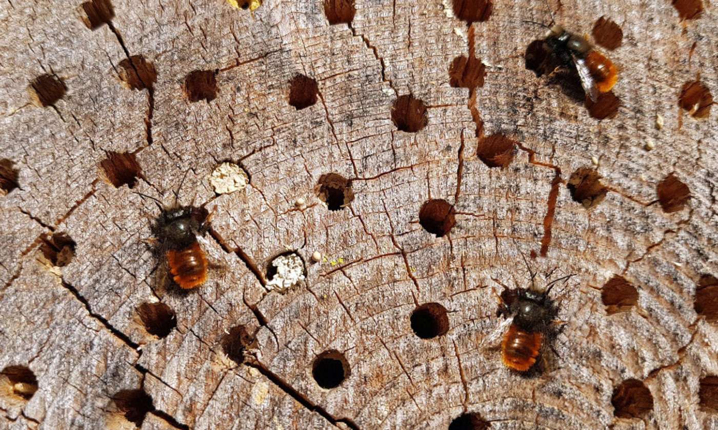 Bienen an Insektenhotel aus Holz