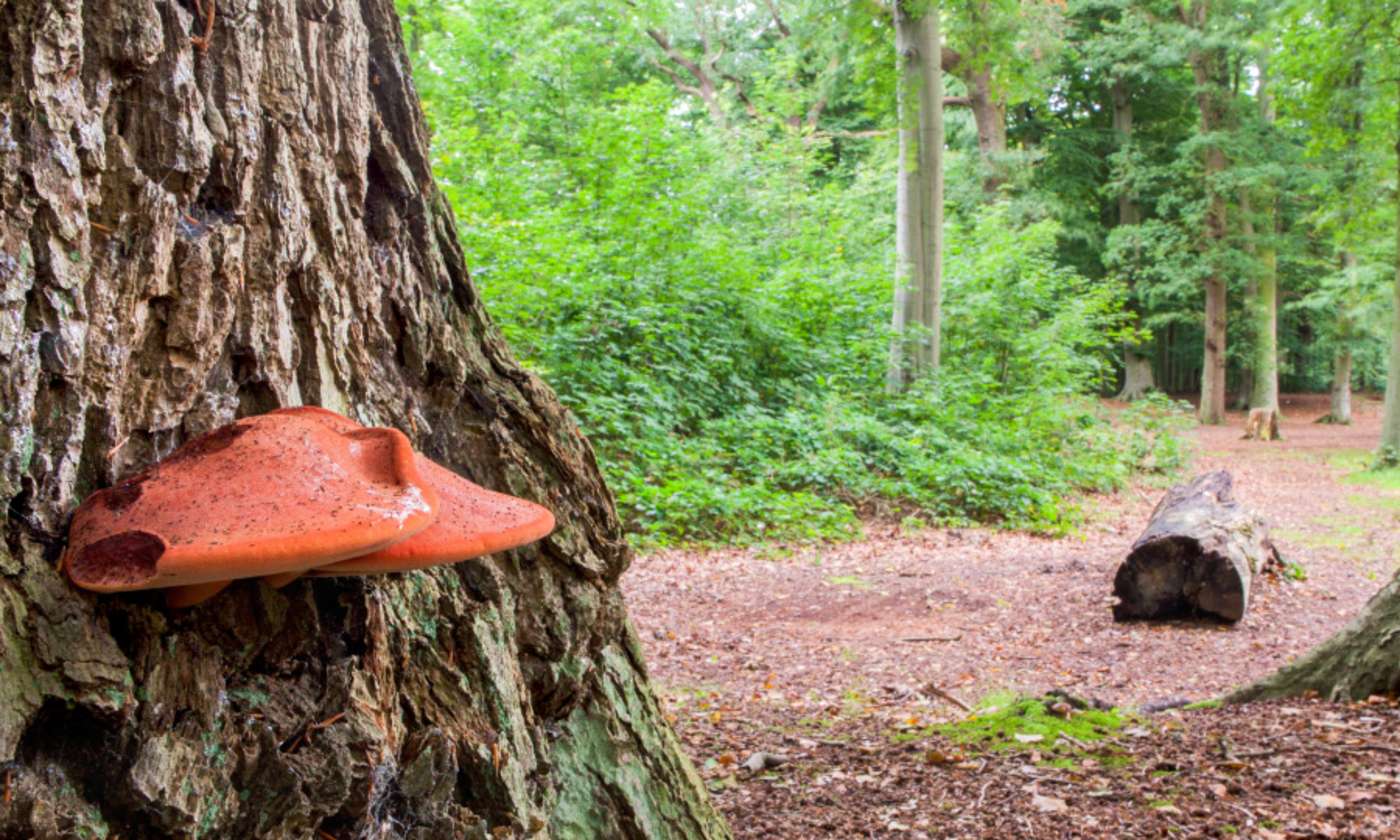 roter Pilz am Baum