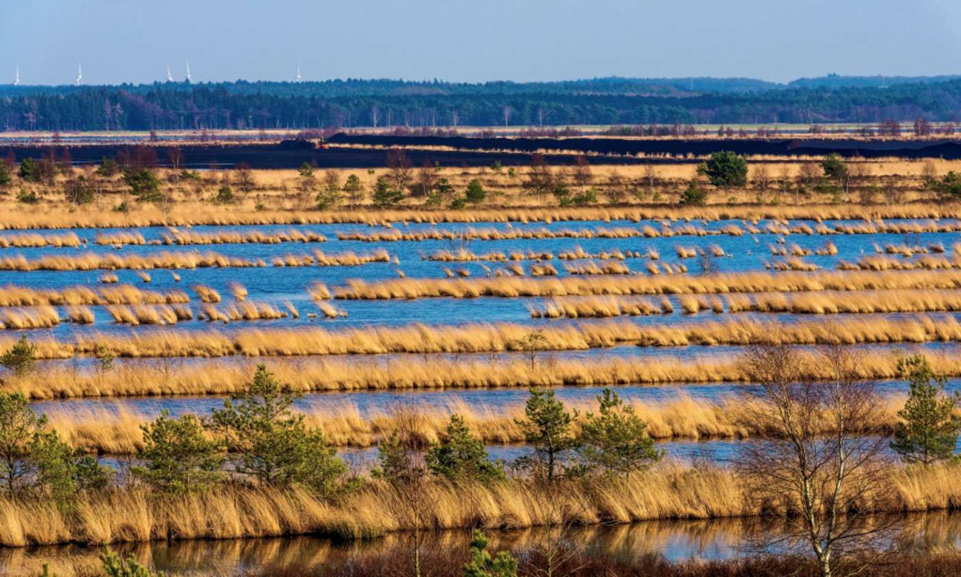 Moorlandschaft
