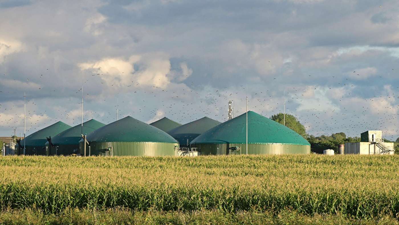 Maisfeld im Hintergrund Biogas-Speicher