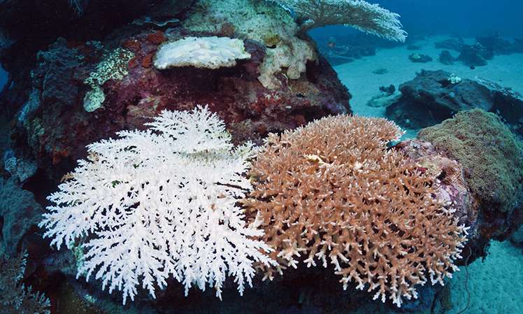 Korallenbleiche Vor Australien Eskp