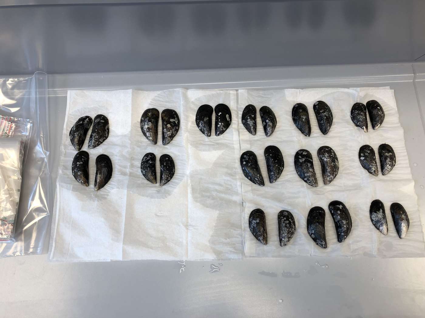 Miesmuscheln liegen im Labor