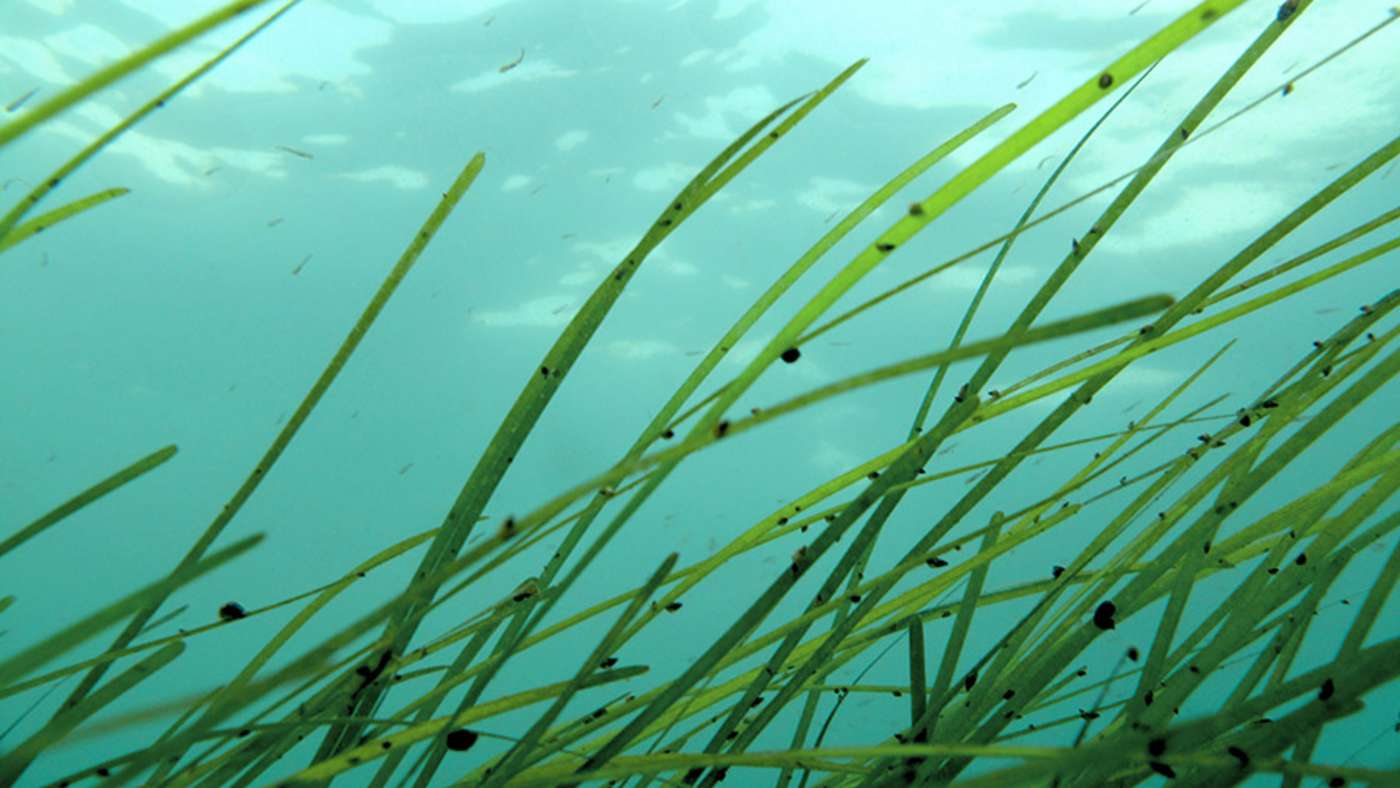 Unterwasseraufnahme Algen