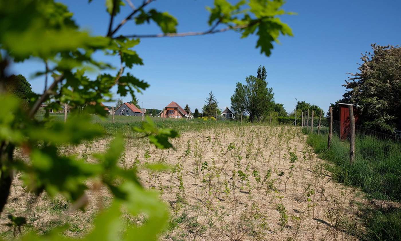 Blick auf Feld mit Setzlingen