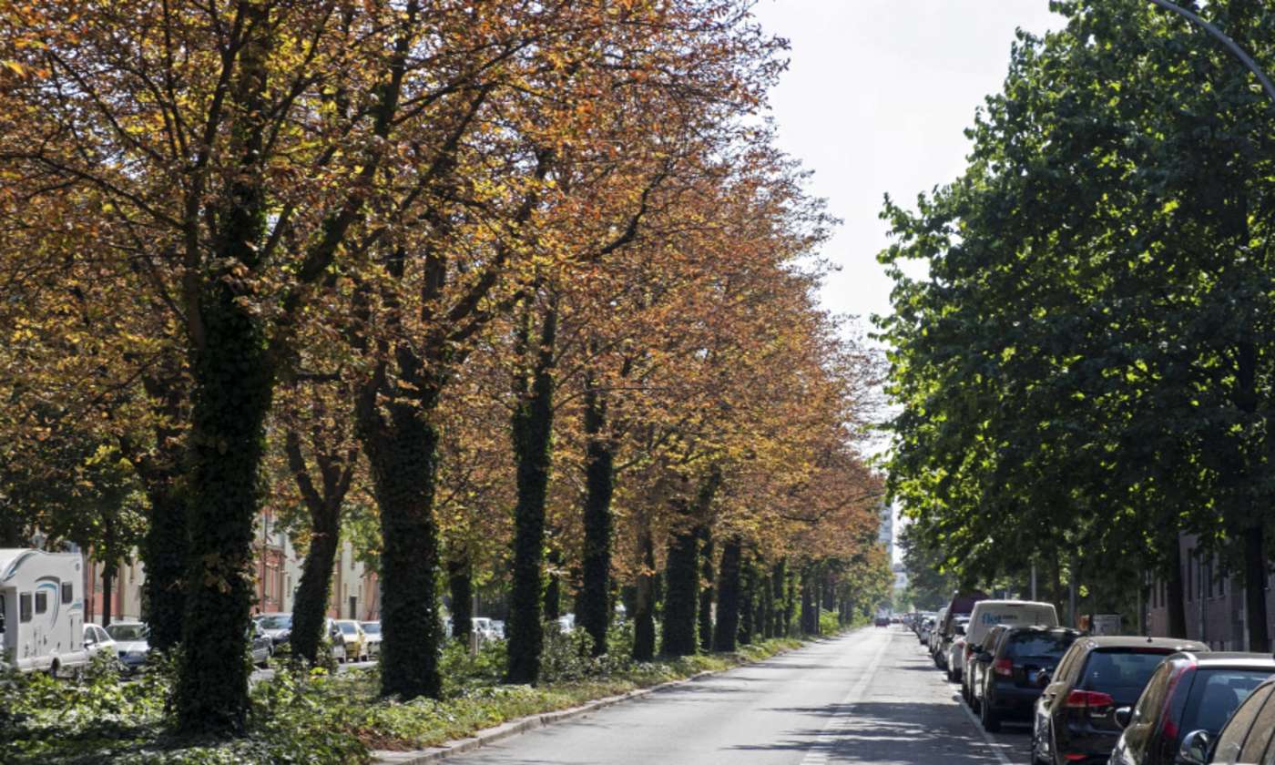 trockene Bäume am Straßenrand