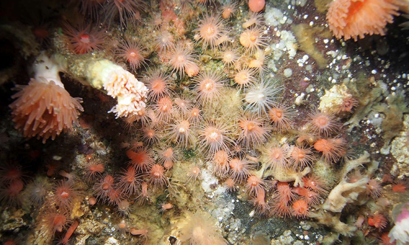 Kaltwasserkorallen