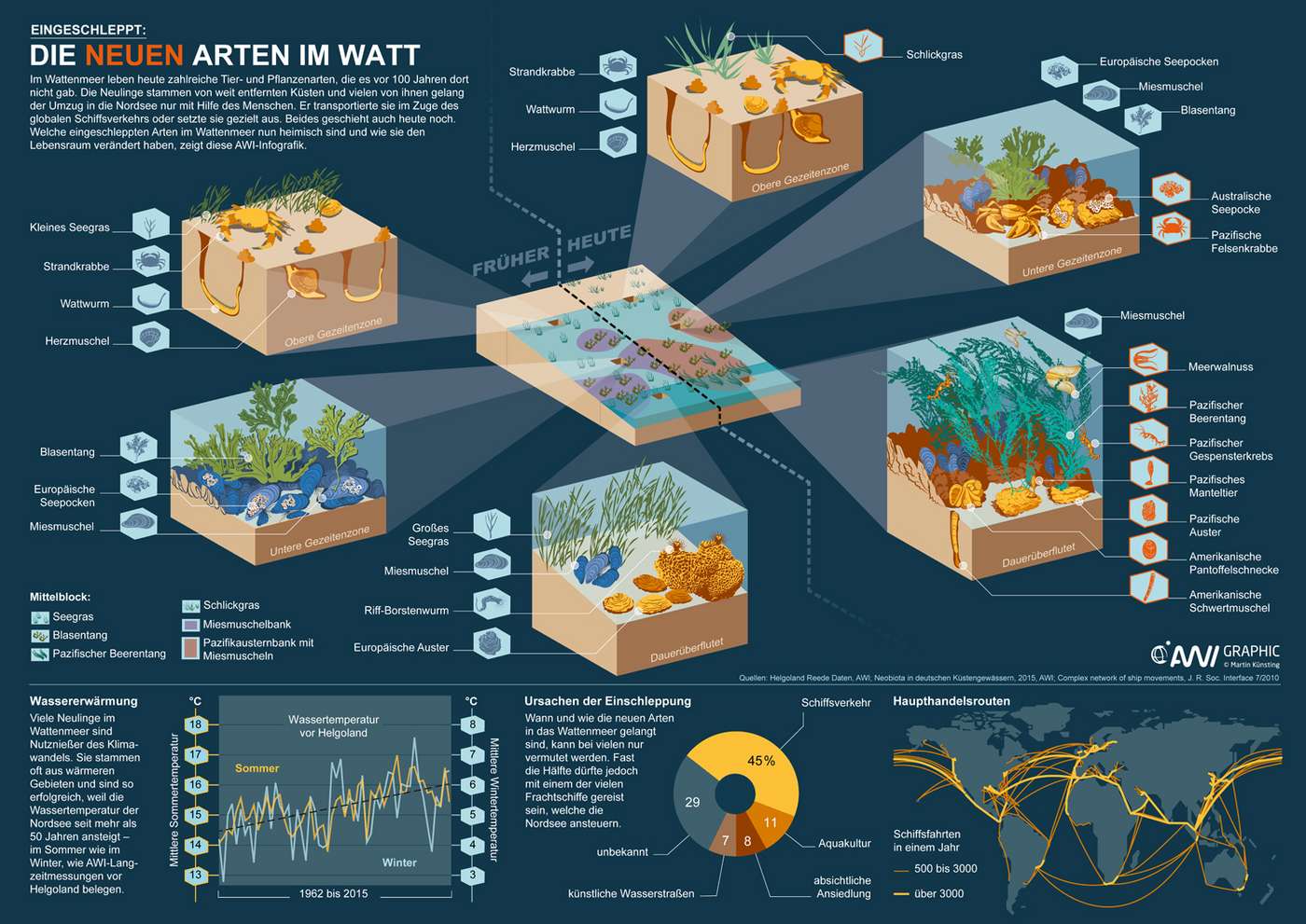 Infografik: Neue Arten im Watt