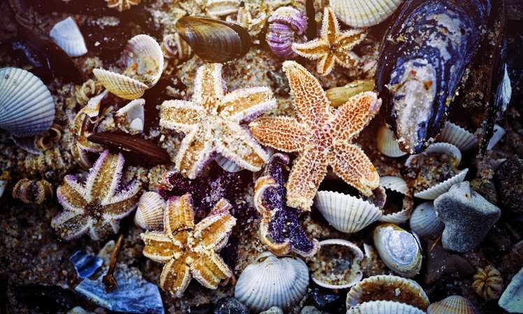 Biodiversität ist ein wichtiges Merkmal, um den Umweltzustand der Nordsee zu beschreiben Muscheln und Seesterne