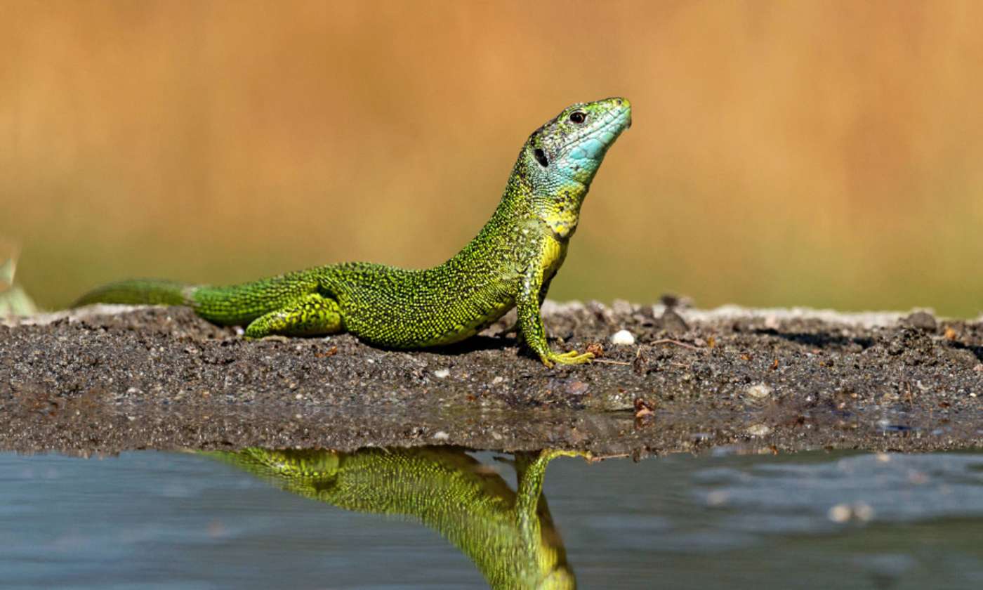 grüne Eidechse spiegelt sich in Wasser