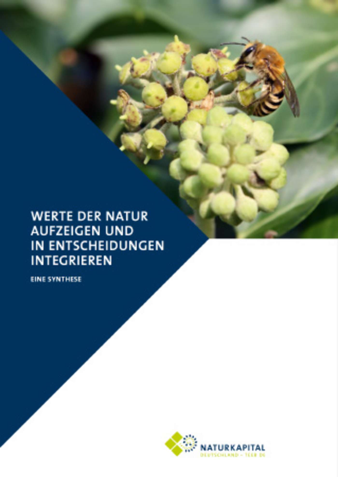 Cover der Studie