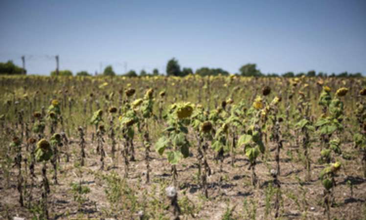 Folgen des Klimawandels für Deutschland