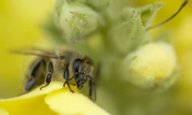 Biodiversität und Artenvielfalt