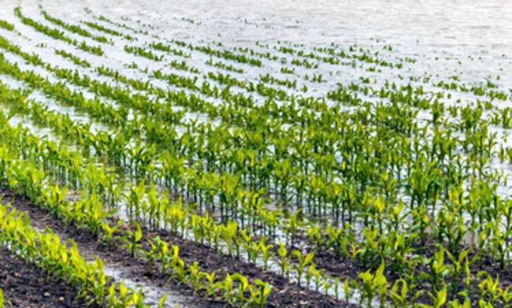 Mais oder Weizen? Landwirte können Hochwasserschäden minimieren
