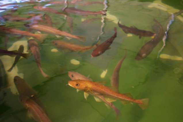 Ozeanversauerung - Ökosysteme im Wandel